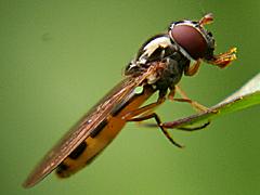 Syrphid Fly